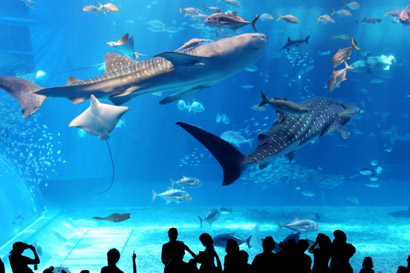 沖縄美ら海水族館